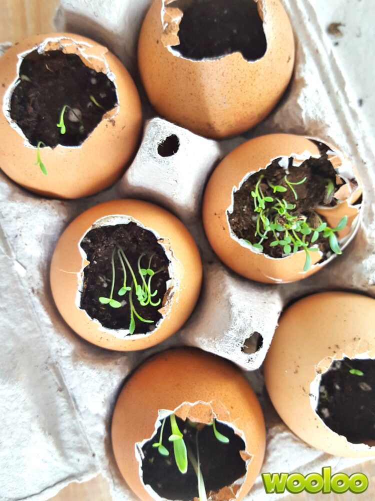 petites pousses dans des coquilles d'oeufs