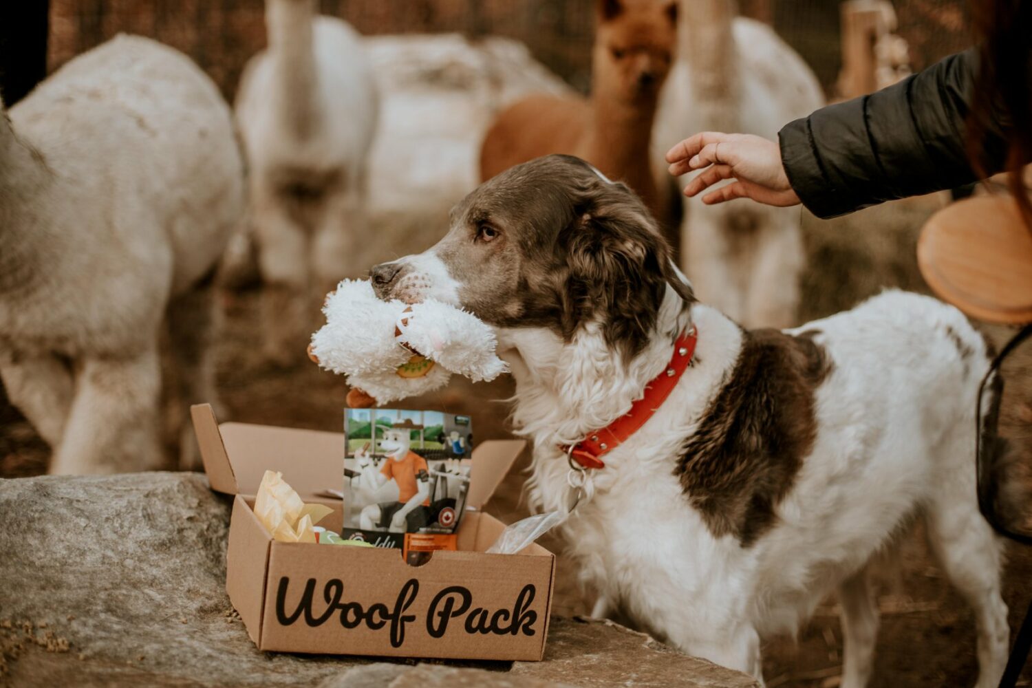 coffrets-cadeaux-top-wooloo_woof pack