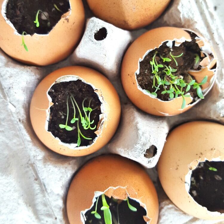 semis dans des coquilles d’oeuf photo finale